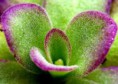 /album/fotogaleria-pinguicula/images-5-jpg6/